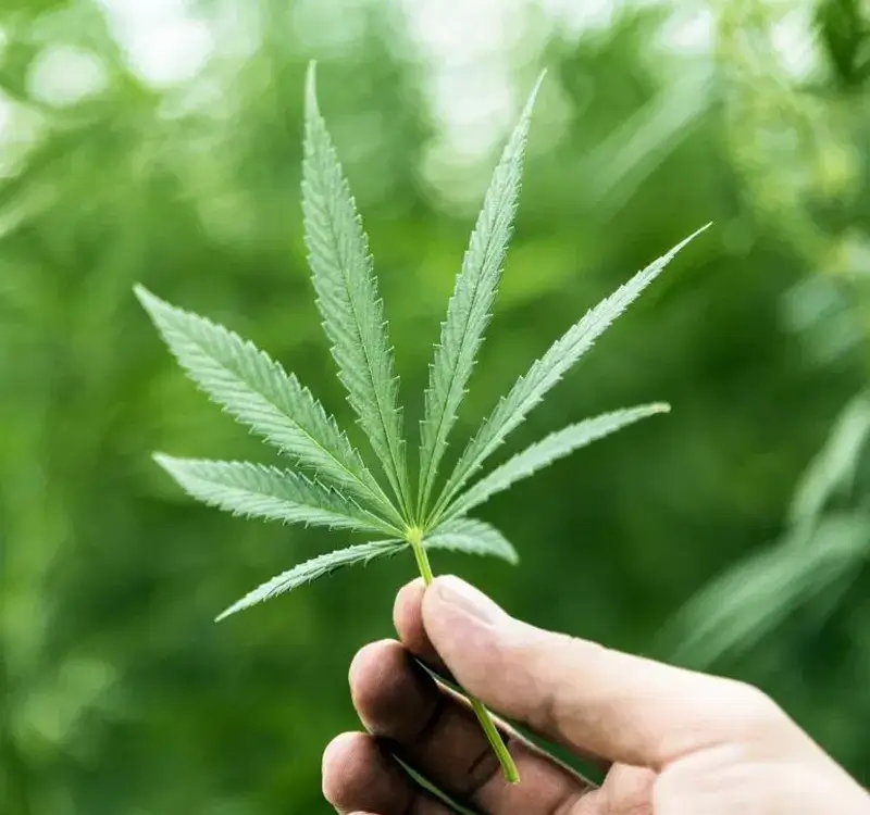 Top Marijuana Myths & Facts